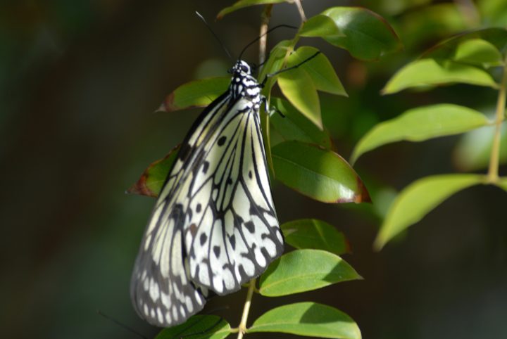Butterfly World 22