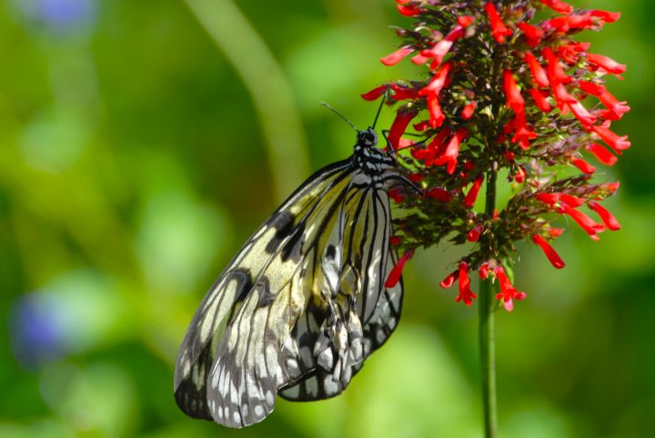 Butterfly World 23
