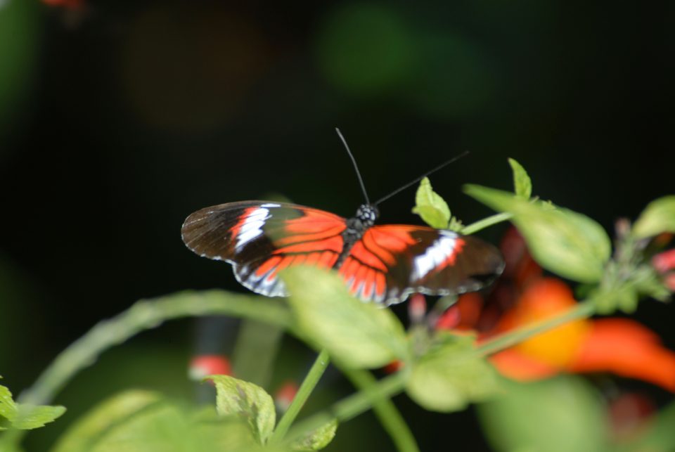Butterfly World 24