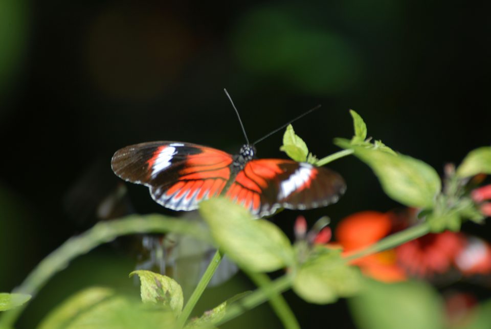 Butterfly World 25