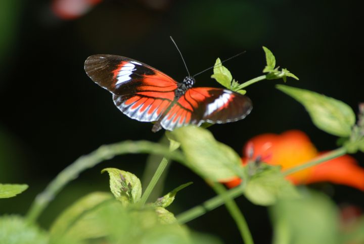 Butterfly World 26