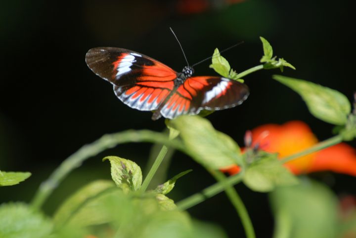 Butterfly World 27