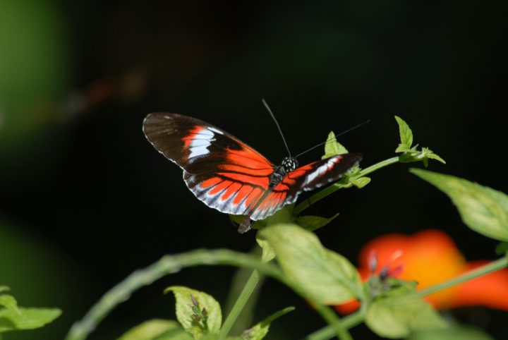 Butterfly World 28