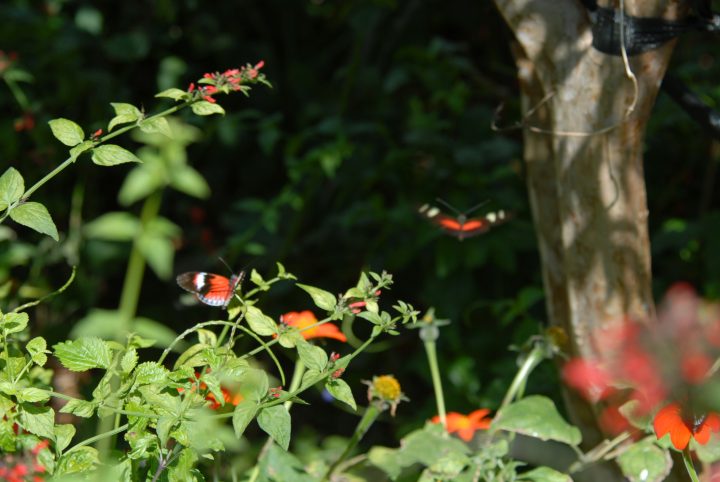 Butterfly World 29