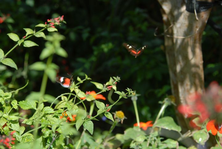 Butterfly World 30
