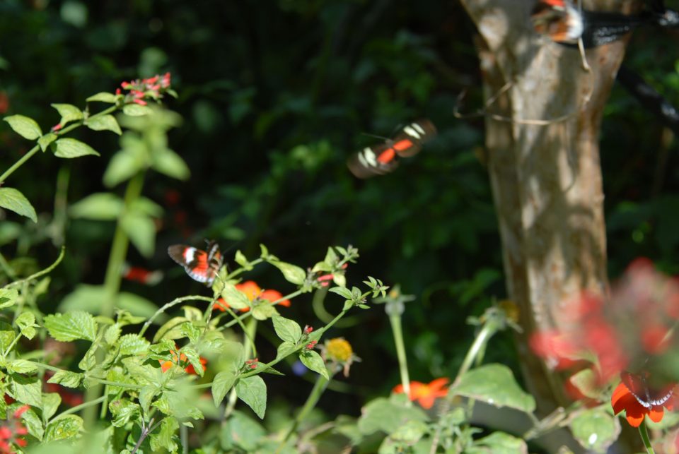 Butterfly World 31