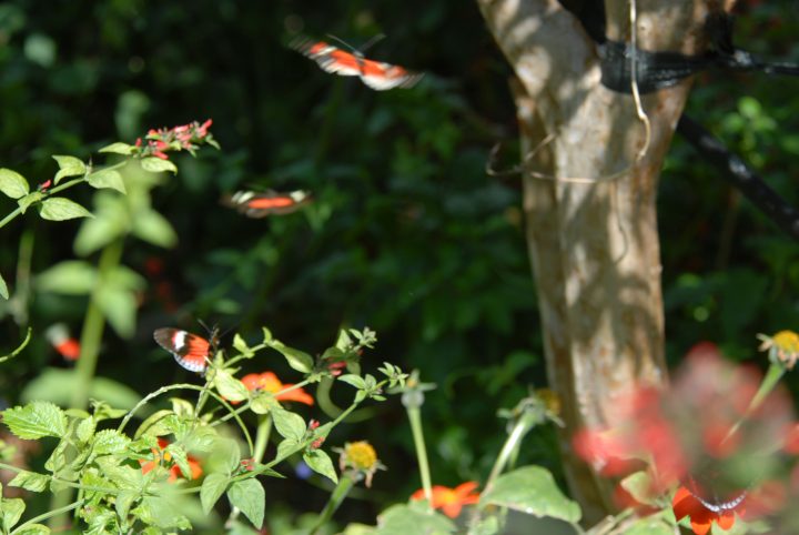 Butterfly World 32