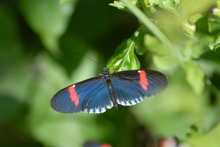 Butterfly World 33