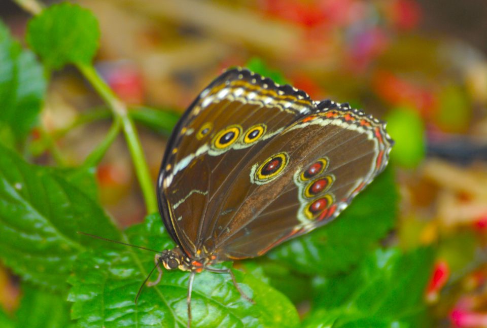 Butterfly World 34