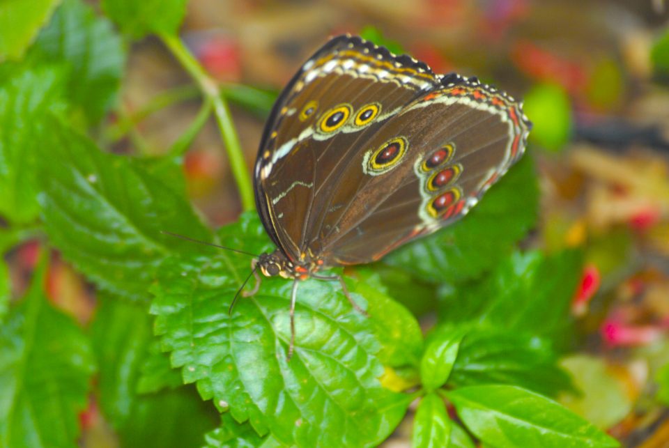 Butterfly World 35