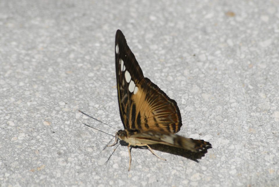 Butterfly World 37