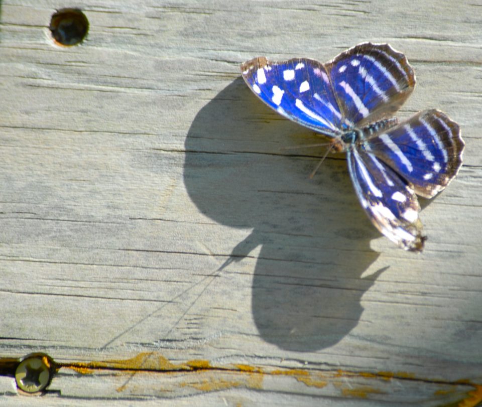 Butterfly World 41