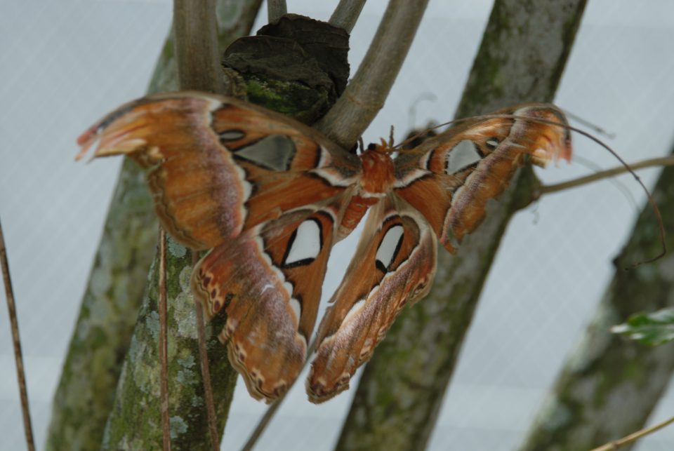 Butterfly World 49