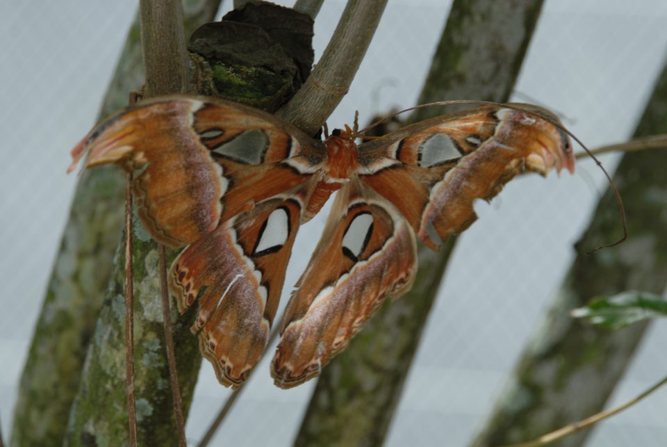 Butterfly World 50