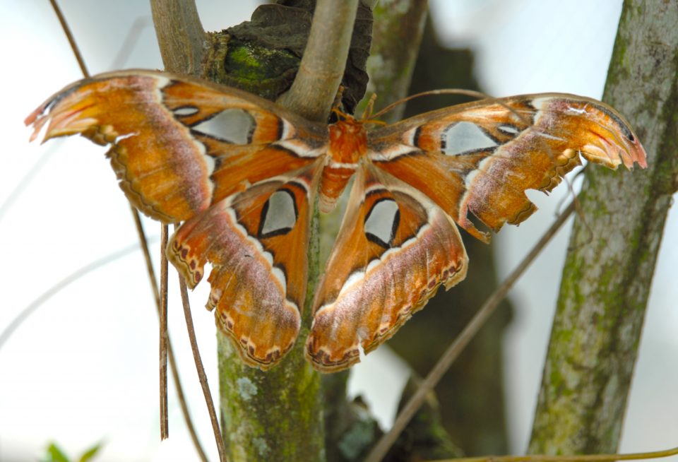 Butterfly World 51