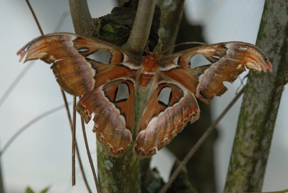 Butterfly World 52