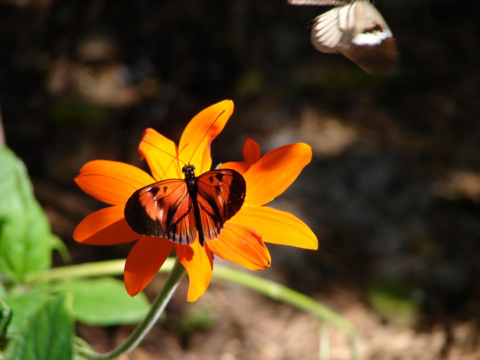 Butterfly World 430