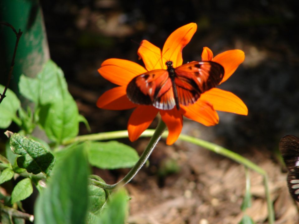 Butterfly World 431