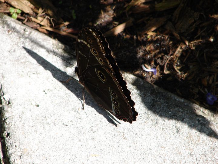 Butterfly World 433