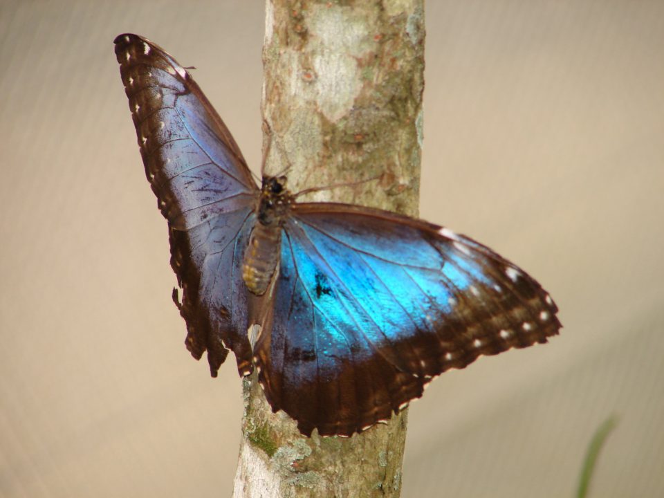 Butterfly World 434