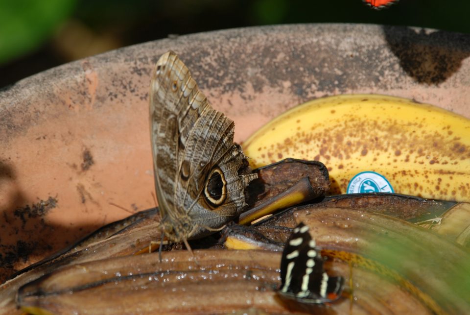 Butterfly World 65