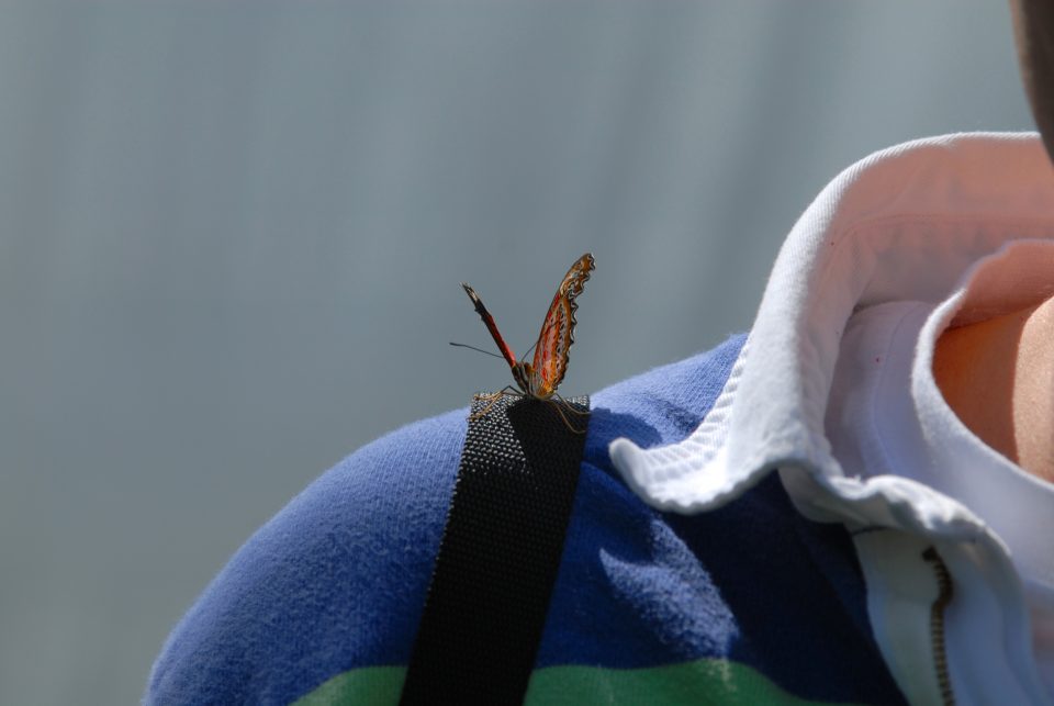 Butterfly World 70