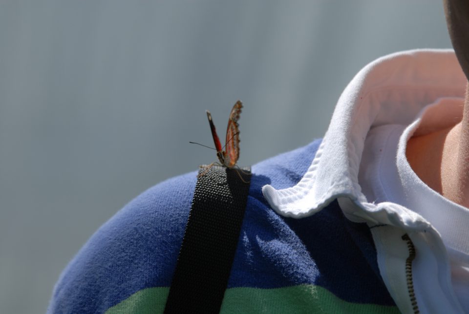 Butterfly World 71