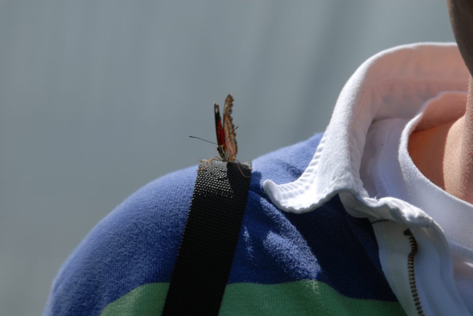 Butterfly World 72