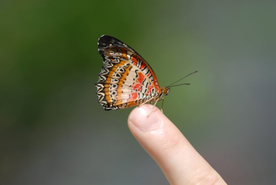 Butterfly World 73