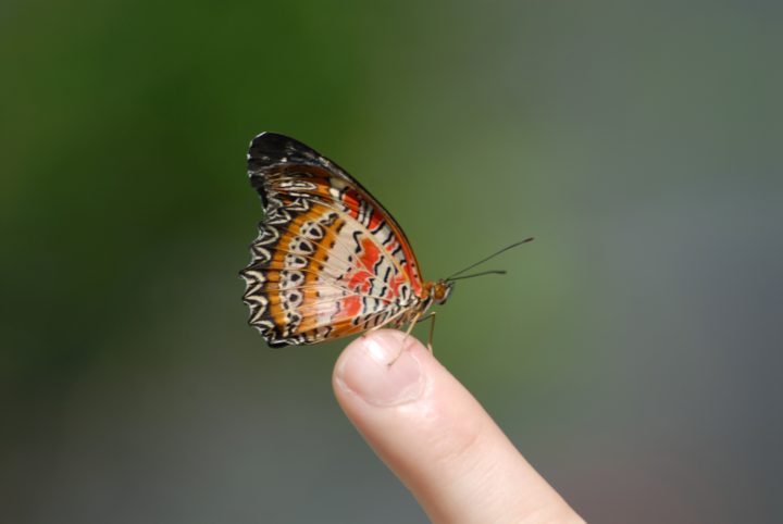 Butterfly On Finger