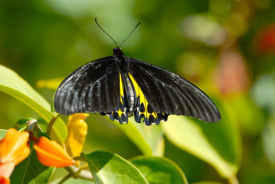 Butterfly World 79