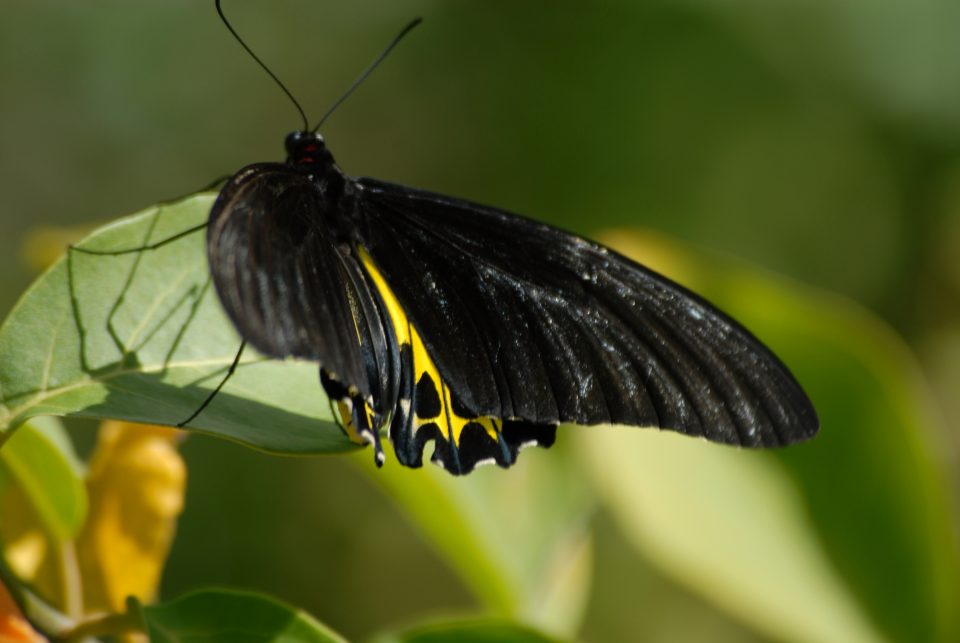 Butterfly World 81