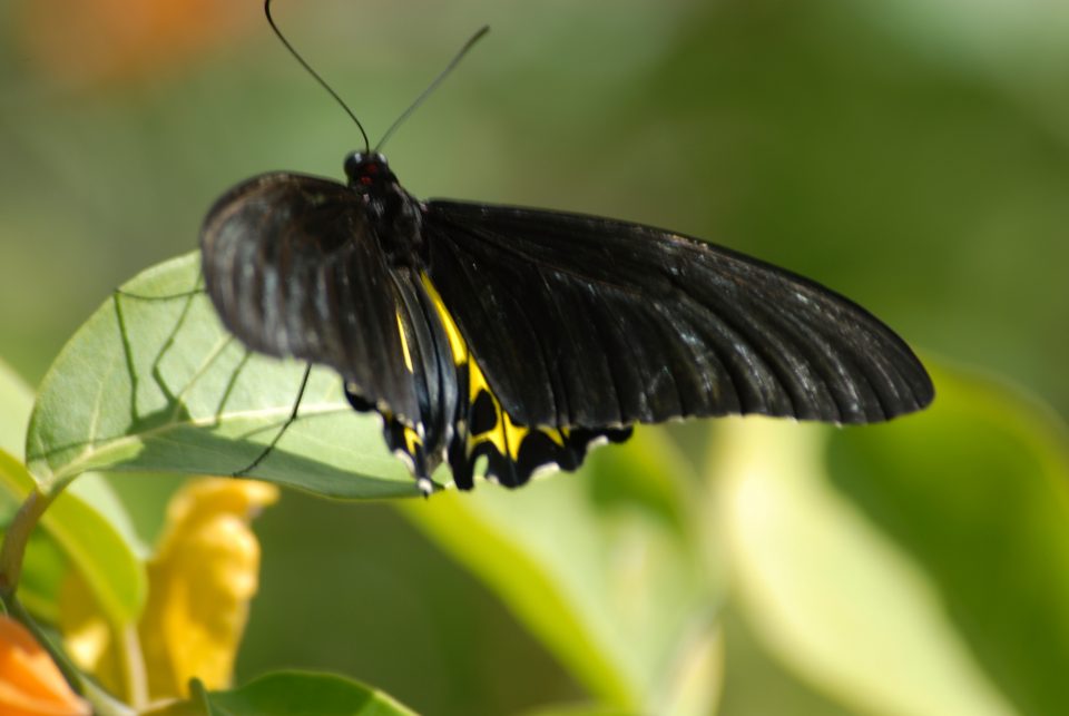 Butterfly World 83