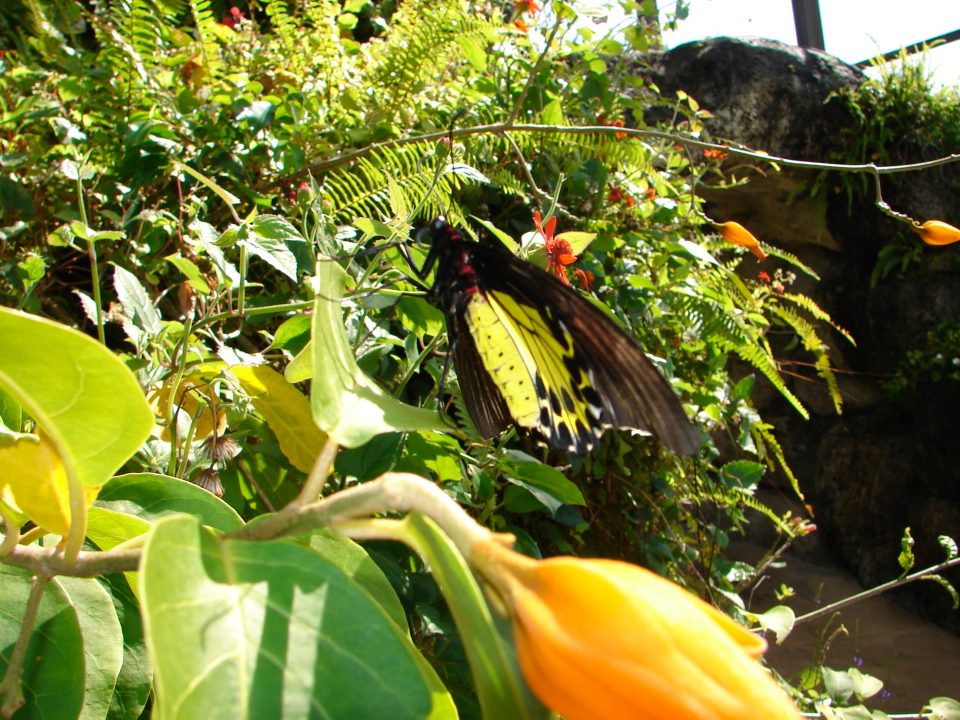 Butterfly World 439