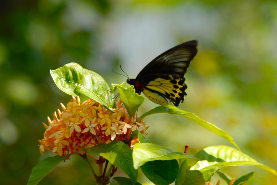 Butterfly World 91