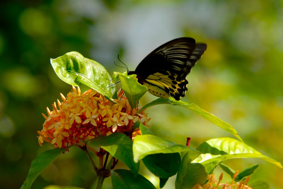 Butterfly World 92