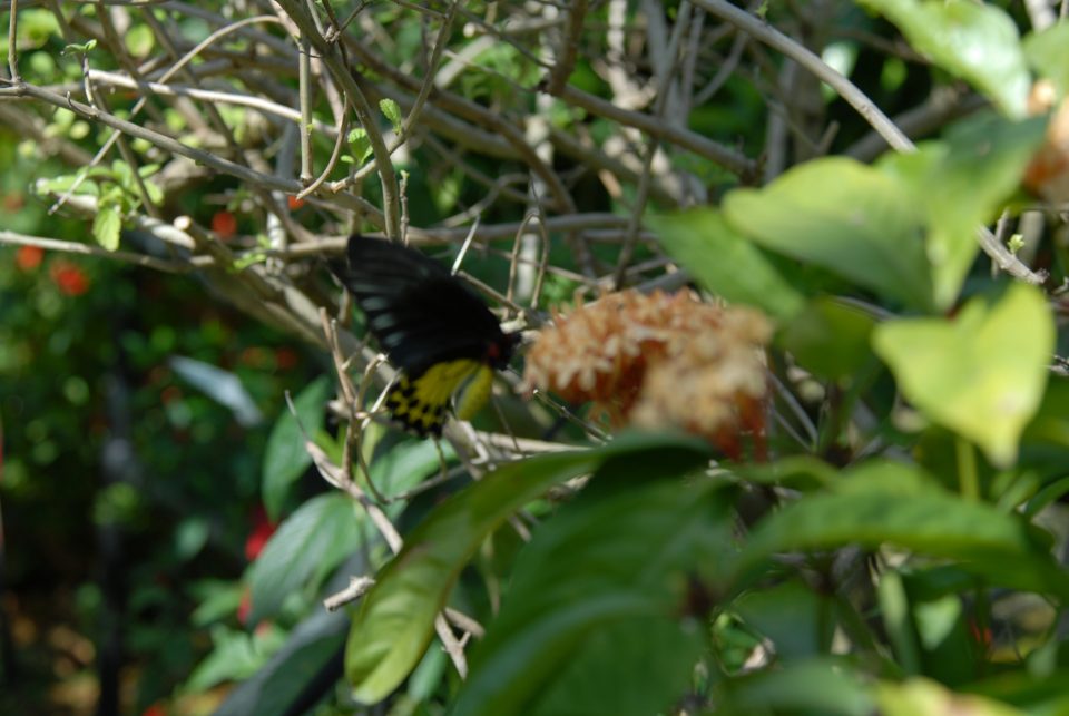 Butterfly World 97