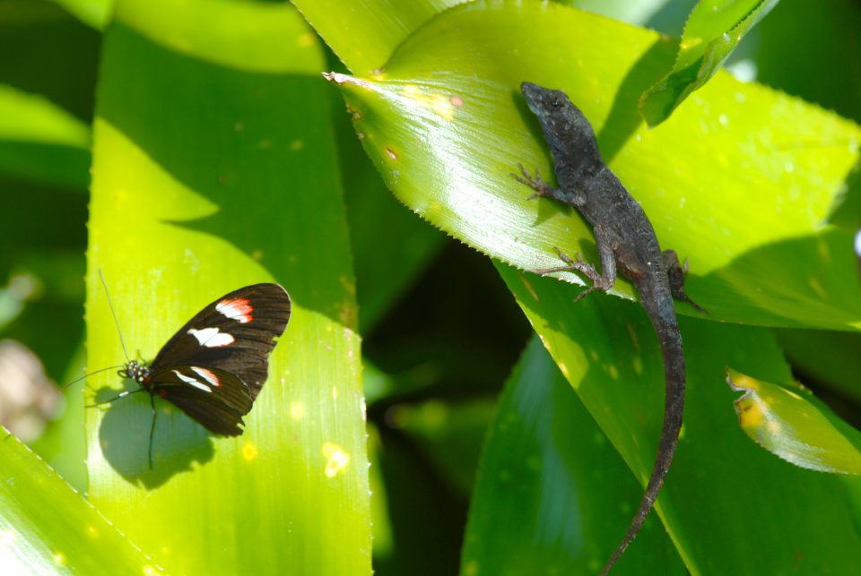 Butterfly World 98