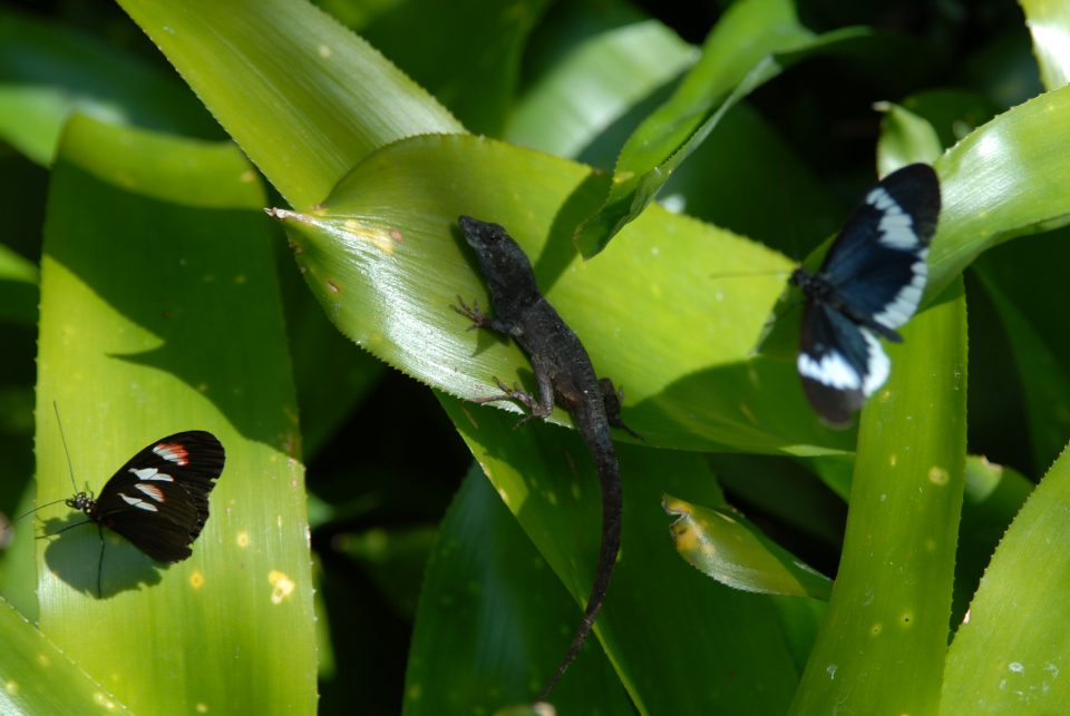 Butterfly World 100