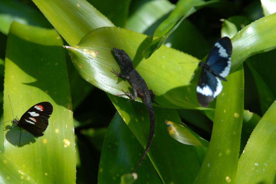 Butterfly World 101