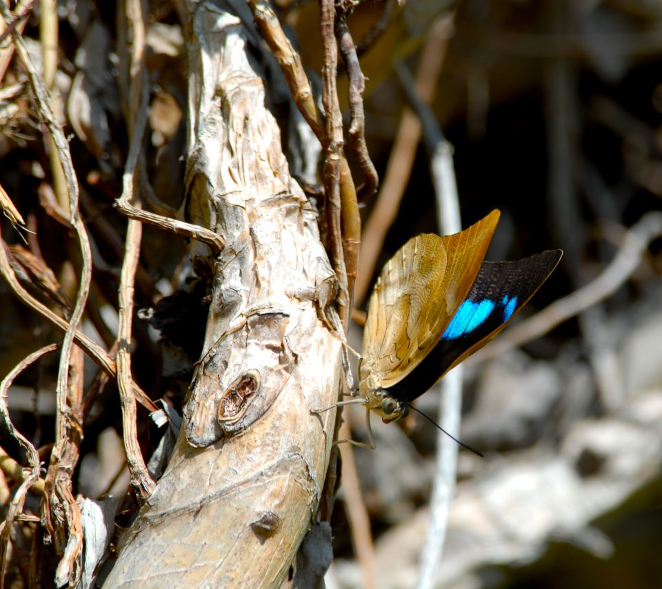 Butterfly World 107