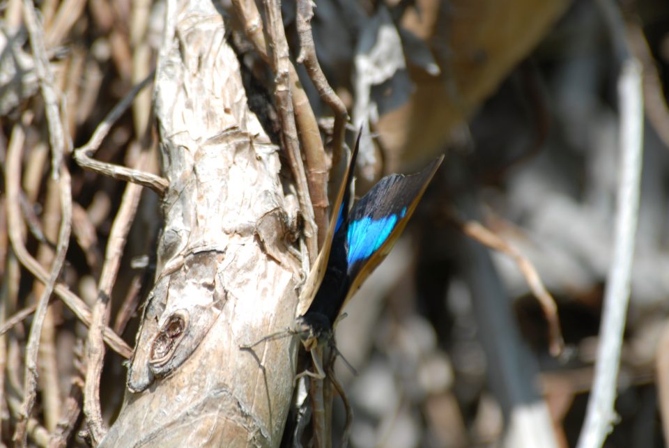 Butterfly World 108