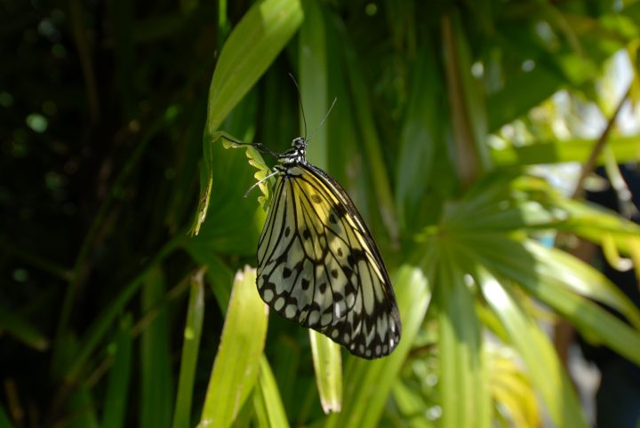 Butterfly World 111