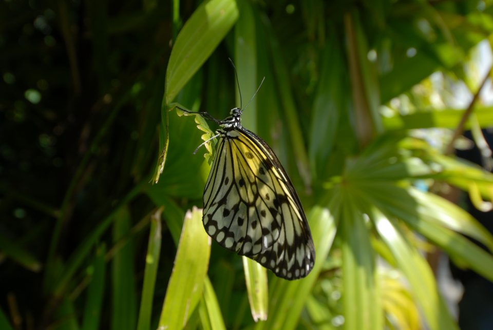 Butterfly World 112