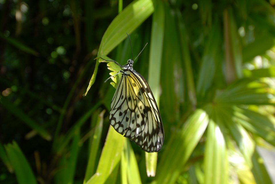 Butterfly World 113
