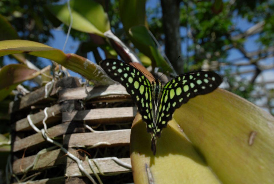 Butterfly World 114