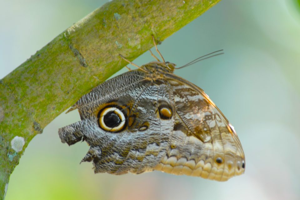 Butterfly World 38