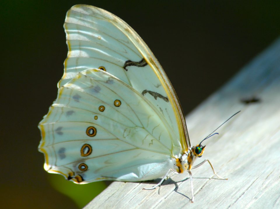 Butterfly World 39