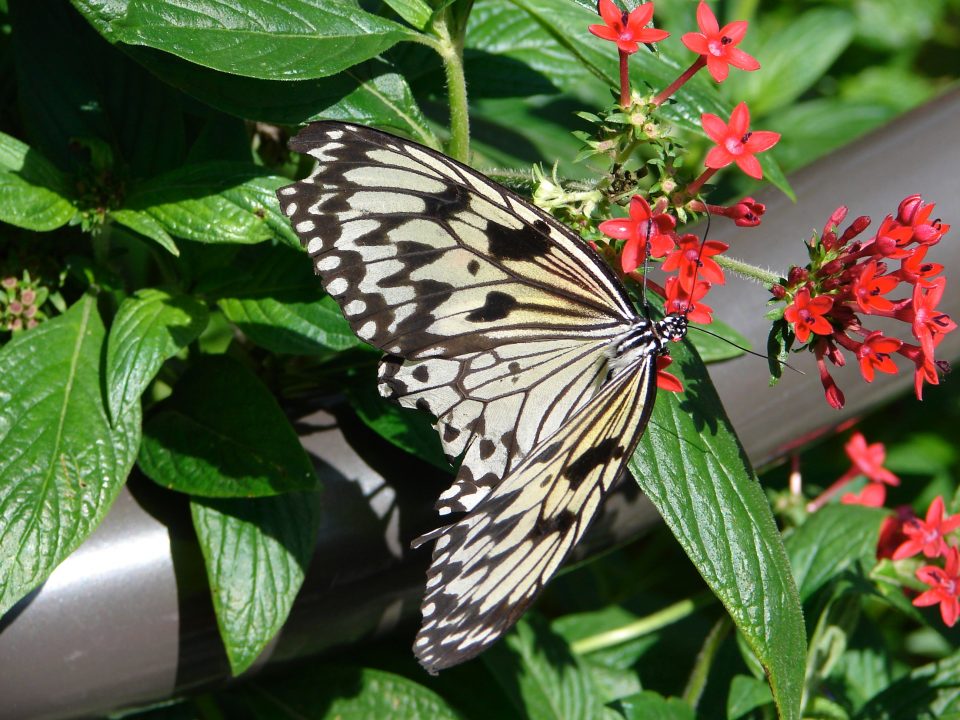 Butterfly World 424