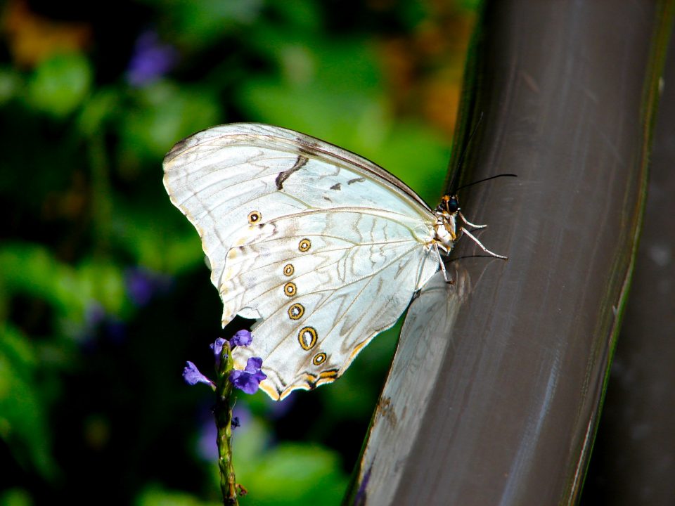 Butterfly World 425